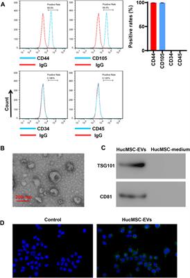 Extracellular Vesicles Derived From Human Umbilical Cord Mesenchymal Stem Cells Protect Against DOX-Induced Heart Failure Through the miR-100-5p/NOX4 Pathway